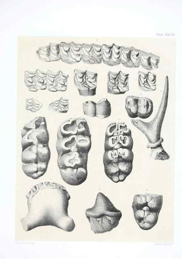 Reproducción/Reproduction 6800345026: The extinct mammalian fauna of Dakota and Nebraska :. Philadelphia :Published for the Academy, by J.B. Lippincott,1869.