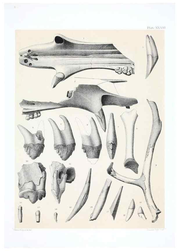 Reproducción/Reproduction 6800345336: The extinct mammalian fauna of Dakota and Nebraska :. Philadelphia :Published for the Academy, by J.B. Lippincott,1869.