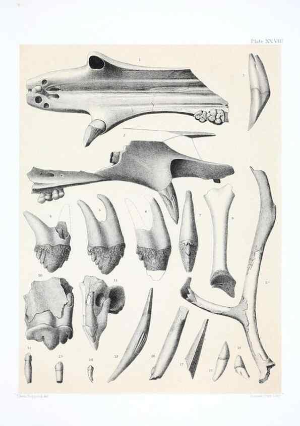 Reproducción/Reproduction 6800345336: The extinct mammalian fauna of Dakota and Nebraska :. Philadelphia :Published for the Academy, by J.B. Lippincott,1869.