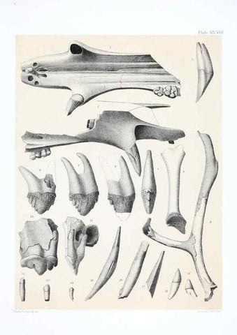 Reproducción/Reproduction 6800345336: The extinct mammalian fauna of Dakota and Nebraska :. Philadelphia :Published for the Academy, by J.B. Lippincott,1869.