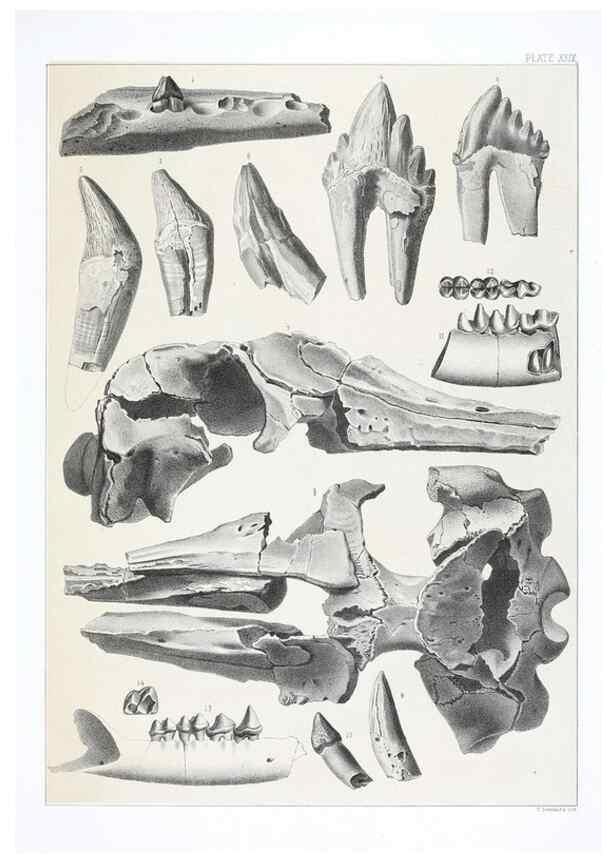 Reproducción/Reproduction 6800345922: The extinct mammalian fauna of Dakota and Nebraska :. Philadelphia :Published for the Academy, by J.B. Lippincott,1869.