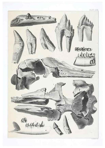 Reproducción/Reproduction 6800345922: The extinct mammalian fauna of Dakota and Nebraska :. Philadelphia :Published for the Academy, by J.B. Lippincott,1869.