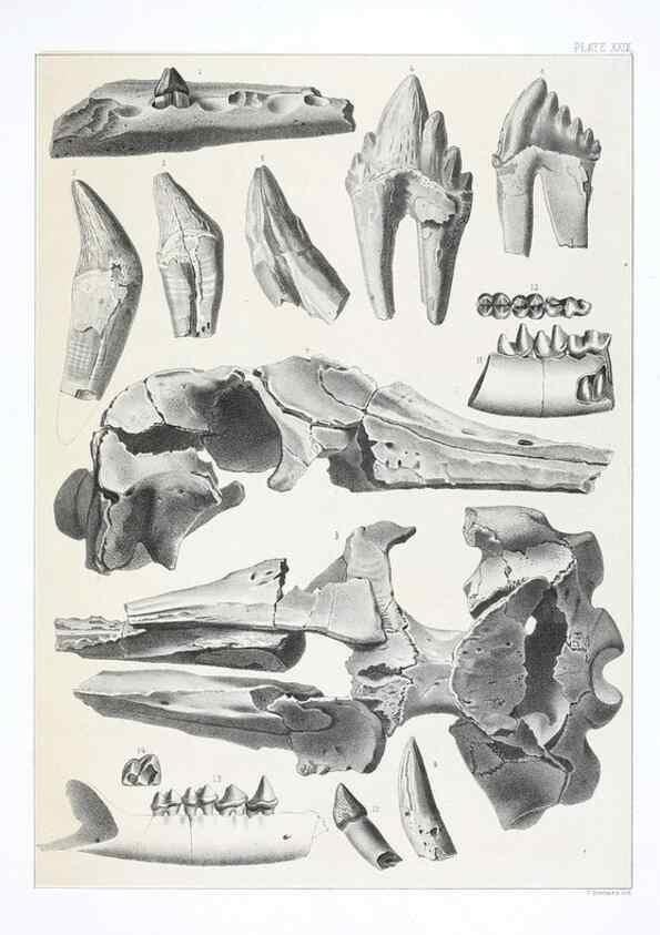 Reproducción/Reproduction 6800345922: The extinct mammalian fauna of Dakota and Nebraska :. Philadelphia :Published for the Academy, by J.B. Lippincott,1869.