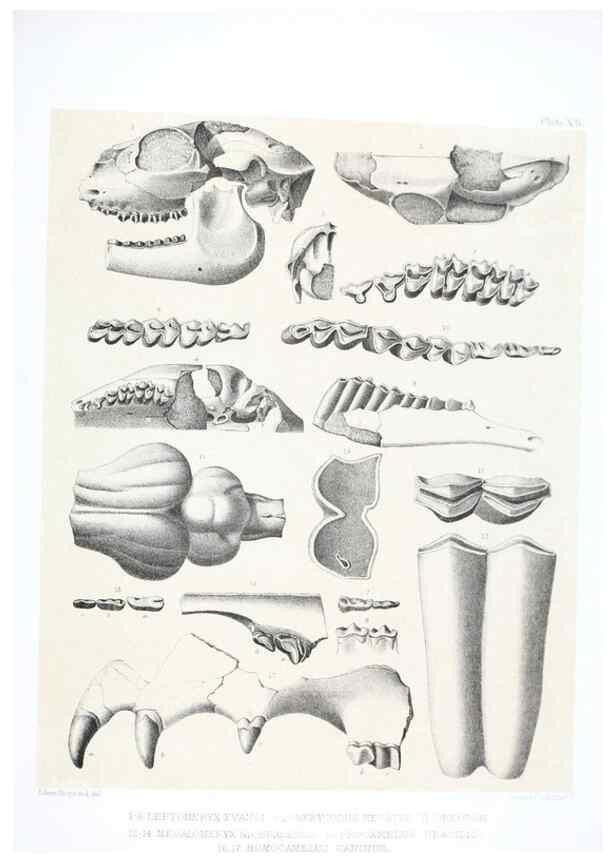 Reproducción/Reproduction 6800339802: The extinct mammalian fauna of Dakota and Nebraska :. Philadelphia :Published for the Academy, by J.B. Lippincott,1869.