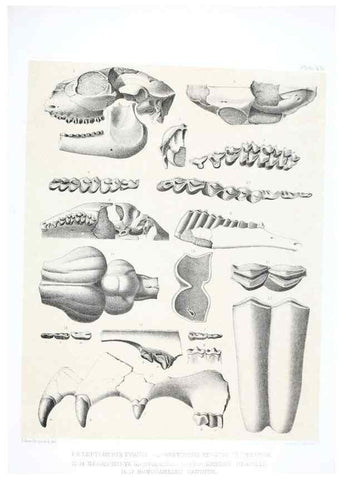 Reproducción/Reproduction 6800339802: The extinct mammalian fauna of Dakota and Nebraska :. Philadelphia :Published for the Academy, by J.B. Lippincott,1869.