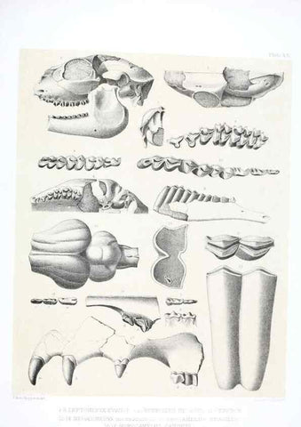 Reproducción/Reproduction 6800339802: The extinct mammalian fauna of Dakota and Nebraska :. Philadelphia :Published for the Academy, by J.B. Lippincott,1869.