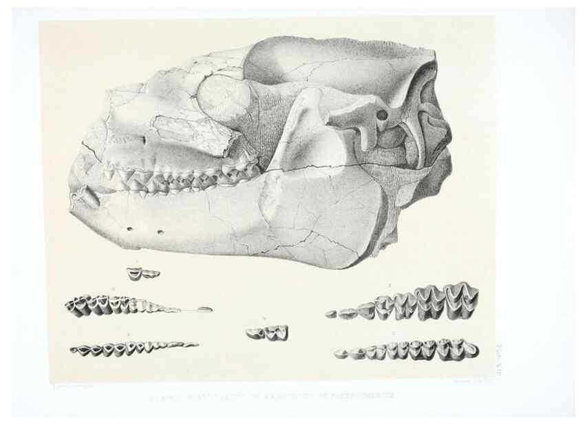 Reproducción/Reproduction 6946446157: The extinct mammalian fauna of Dakota and Nebraska :. Philadelphia :Published for the Academy, by J.B. Lippincott,1869.