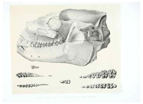 Reproducción/Reproduction 6946446157: The extinct mammalian fauna of Dakota and Nebraska :. Philadelphia :Published for the Academy, by J.B. Lippincott,1869.