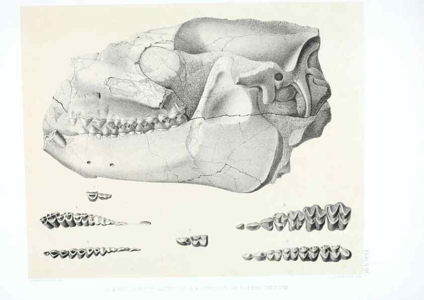 Reproducción/Reproduction 6946446157: The extinct mammalian fauna of Dakota and Nebraska :. Philadelphia :Published for the Academy, by J.B. Lippincott,1869.