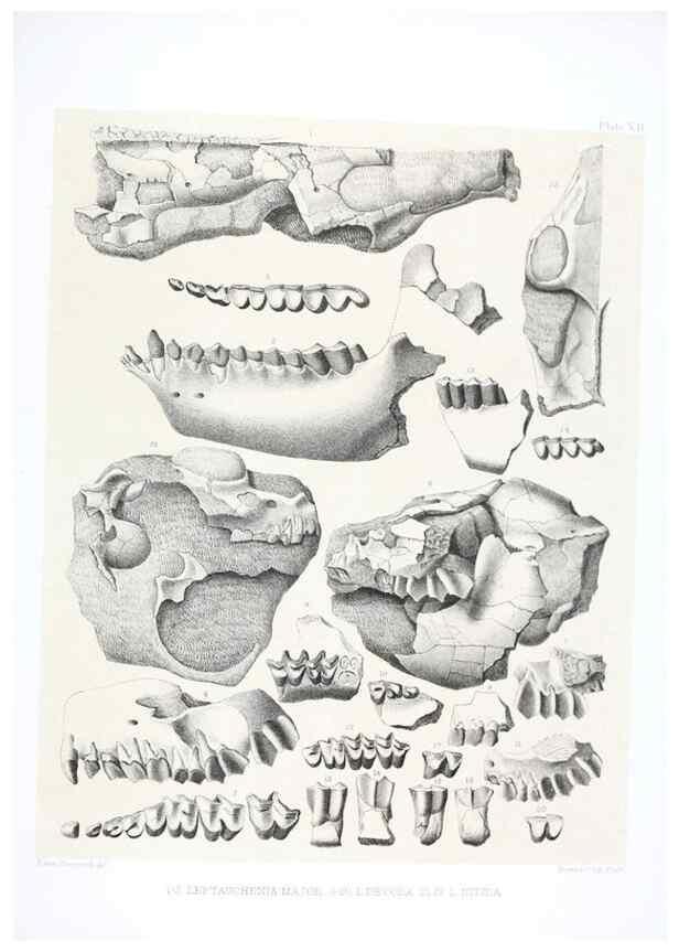 Reproducción/Reproduction 6800339184: The extinct mammalian fauna of Dakota and Nebraska :. Philadelphia :Published for the Academy, by J.B. Lippincott,1869.