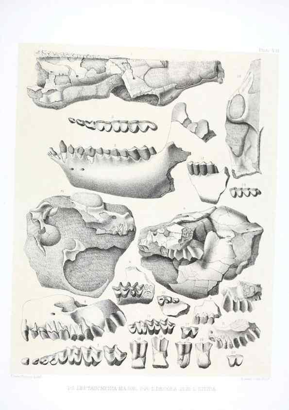 Reproducción/Reproduction 6800339184: The extinct mammalian fauna of Dakota and Nebraska :. Philadelphia :Published for the Academy, by J.B. Lippincott,1869.