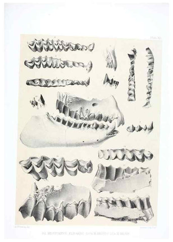 Reproducción/Reproduction 6946445537: The extinct mammalian fauna of Dakota and Nebraska :. Philadelphia :Published for the Academy, by J.B. Lippincott,1869.