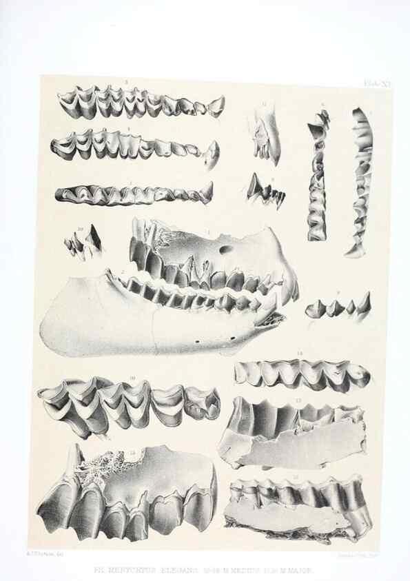 Reproducción/Reproduction 6946445537: The extinct mammalian fauna of Dakota and Nebraska :. Philadelphia :Published for the Academy, by J.B. Lippincott,1869.