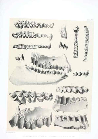 Reproducción/Reproduction 6946445537: The extinct mammalian fauna of Dakota and Nebraska :. Philadelphia :Published for the Academy, by J.B. Lippincott,1869.