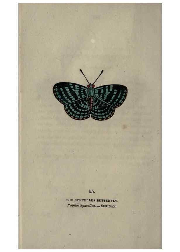 Reproducción/Reproduction 6800131600: The book of butterflies, sphinxes and moths;. London,Whittaker,1832-34.