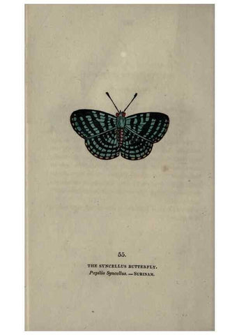 Reproducción/Reproduction 6800131600: The book of butterflies, sphinxes and moths;. London,Whittaker,1832-34.