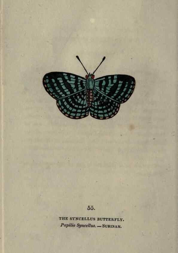 Reproducción/Reproduction 6800131600: The book of butterflies, sphinxes and moths;. London,Whittaker,1832-34.