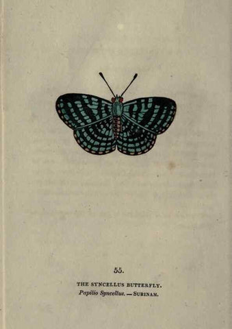 Reproducción/Reproduction 6800131600: The book of butterflies, sphinxes and moths;. London,Whittaker,1832-34.