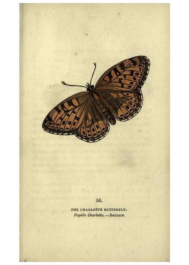 Reproducción/Reproduction 6800132040: The book of butterflies, sphinxes and moths;. London,Whittaker,1832-34.