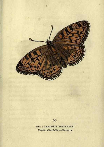 Reproducción/Reproduction 6800132040: The book of butterflies, sphinxes and moths;. London,Whittaker,1832-34.