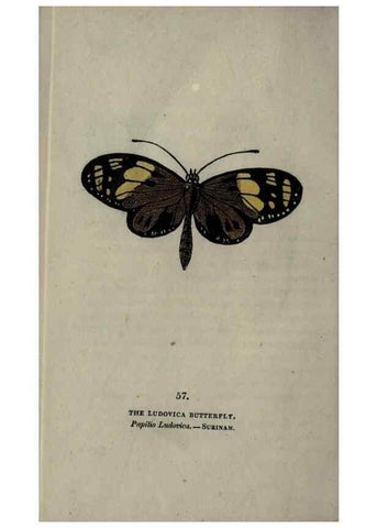 Reproducción/Reproduction 6800132306: The book of butterflies, sphinxes and moths;. London,Whittaker,1832-34.