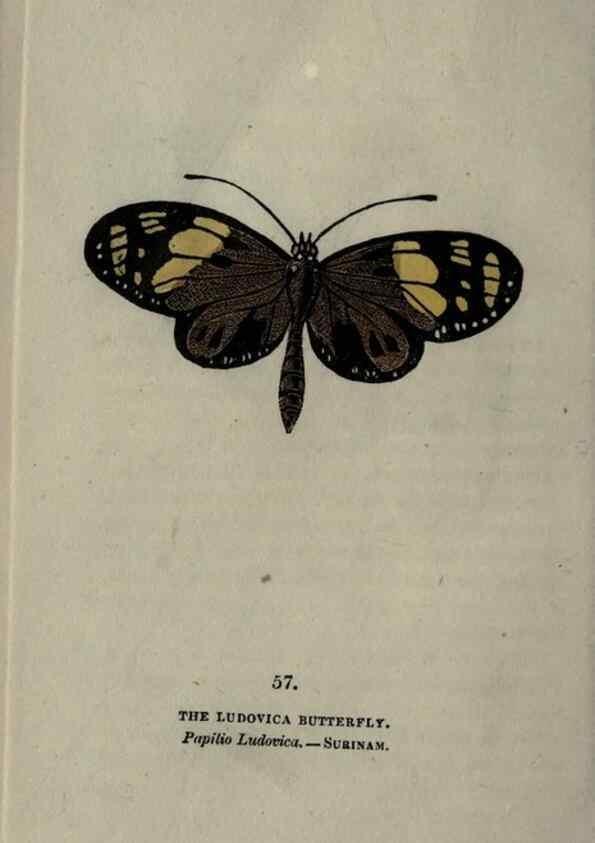 Reproducción/Reproduction 6800132306: The book of butterflies, sphinxes and moths;. London,Whittaker,1832-34.