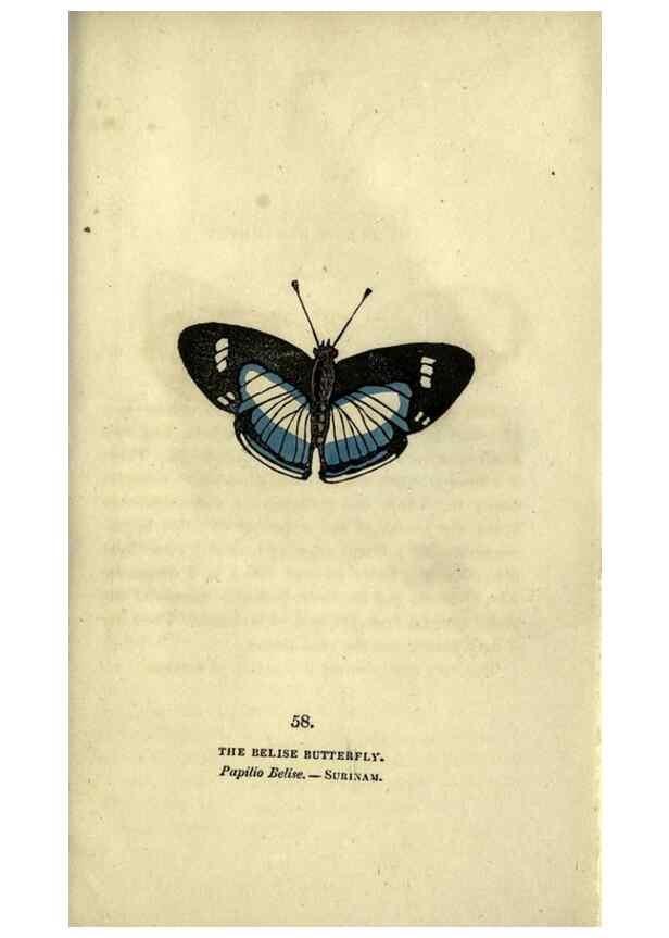 Reproducción/Reproduction 6800132860: The book of butterflies, sphinxes and moths;. London,Whittaker,1832-34.
