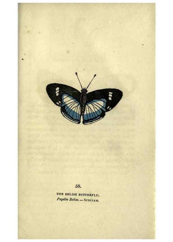 Reproducción/Reproduction 6800132860: The book of butterflies, sphinxes and moths;. London,Whittaker,1832-34.