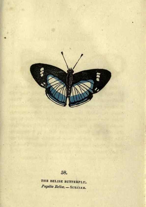 Reproducción/Reproduction 6800132860: The book of butterflies, sphinxes and moths;. London,Whittaker,1832-34.