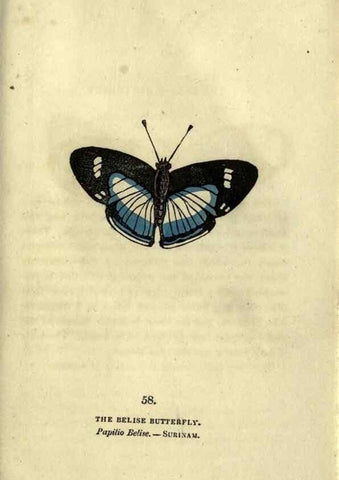 Reproducción/Reproduction 6800132860: The book of butterflies, sphinxes and moths;. London,Whittaker,1832-34.