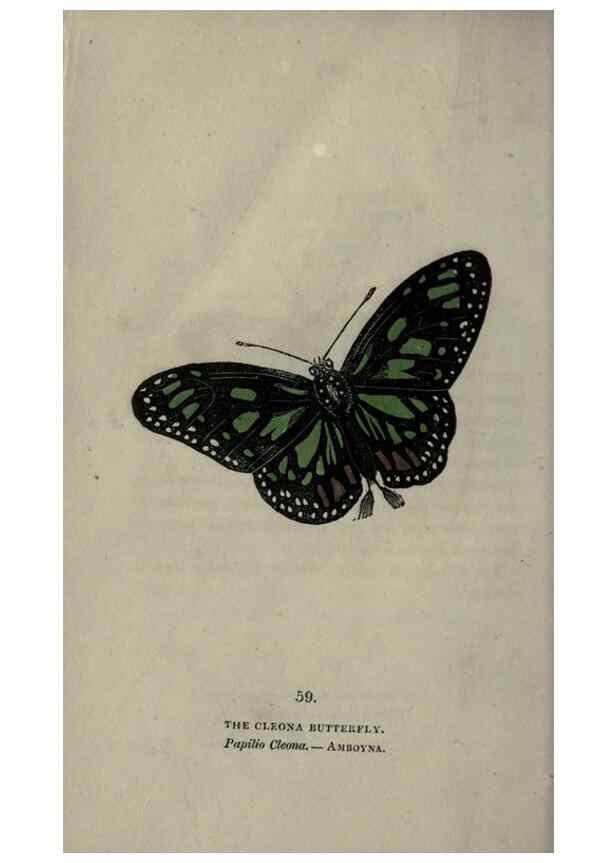 Reproducción/Reproduction 6800133096: The book of butterflies, sphinxes and moths;. London,Whittaker,1832-34.