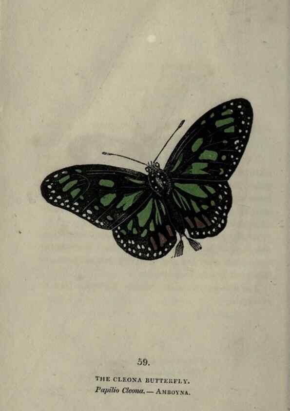 Reproducción/Reproduction 6800133096: The book of butterflies, sphinxes and moths;. London,Whittaker,1832-34.