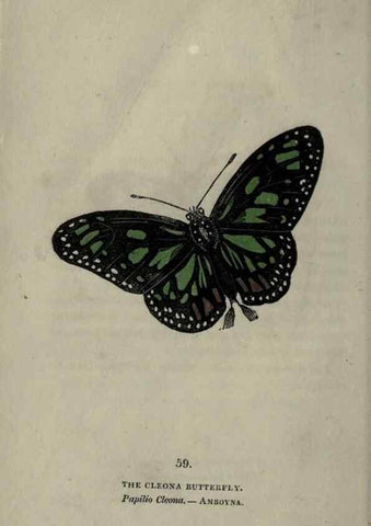 Reproducción/Reproduction 6800133096: The book of butterflies, sphinxes and moths;. London,Whittaker,1832-34.