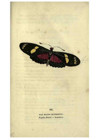 Reproducción/Reproduction 6800133592: The book of butterflies, sphinxes and moths;. London,Whittaker,1832-34.