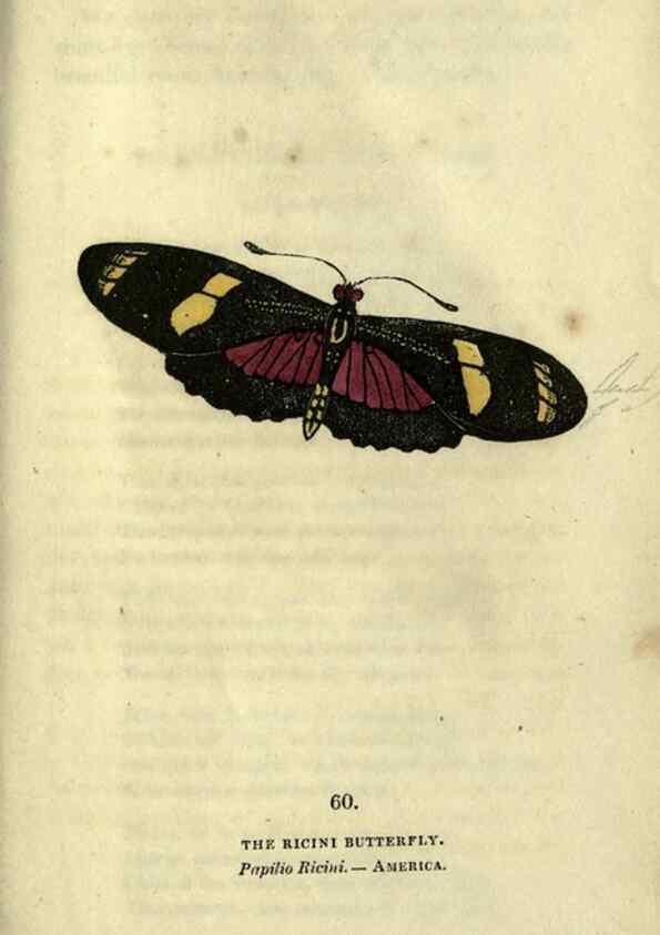 Reproducción/Reproduction 6800133592: The book of butterflies, sphinxes and moths;. London,Whittaker,1832-34.
