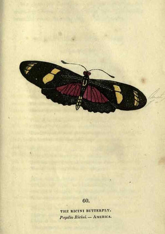 Reproducción/Reproduction 6800133592: The book of butterflies, sphinxes and moths;. London,Whittaker,1832-34.
