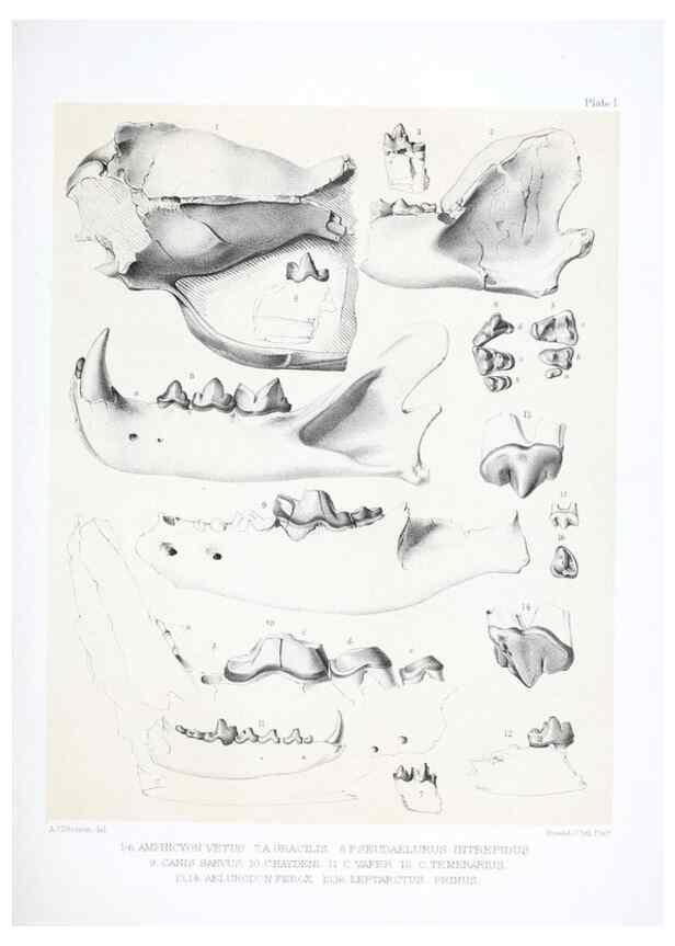 Reproducción/Reproduction 6946442089: The extinct mammalian fauna of Dakota and Nebraska :. Philadelphia :Published for the Academy, by J.B. Lippincott,1869.