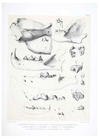 Reproducción/Reproduction 6946442089: The extinct mammalian fauna of Dakota and Nebraska :. Philadelphia :Published for the Academy, by J.B. Lippincott,1869.