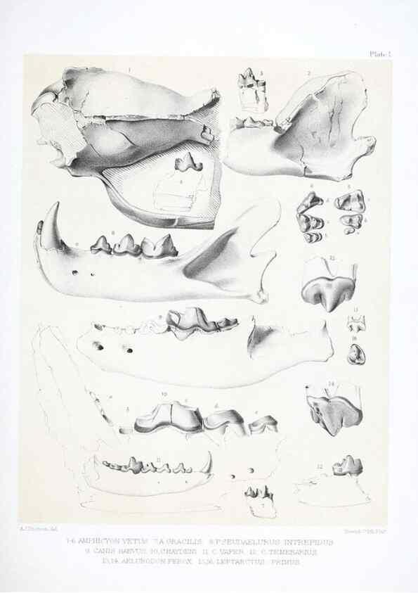 Reproducción/Reproduction 6946442089: The extinct mammalian fauna of Dakota and Nebraska :. Philadelphia :Published for the Academy, by J.B. Lippincott,1869.
