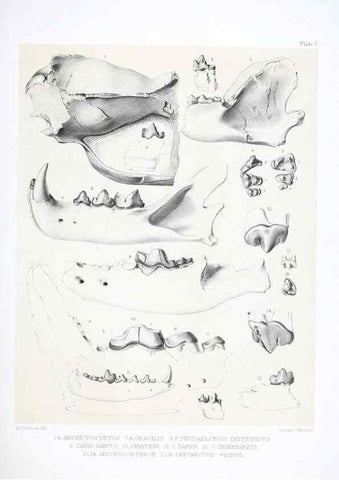 Reproducción/Reproduction 6946442089: The extinct mammalian fauna of Dakota and Nebraska :. Philadelphia :Published for the Academy, by J.B. Lippincott,1869.