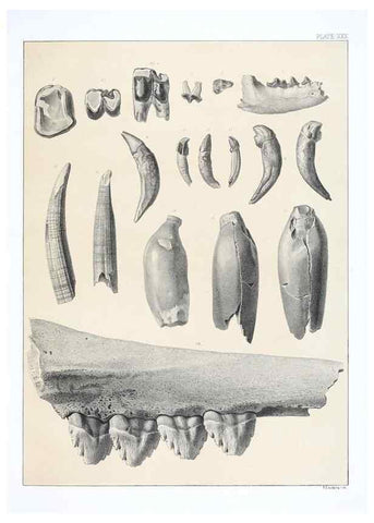Reproducción/Reproduction 6800346230: The extinct mammalian fauna of Dakota and Nebraska :. Philadelphia :Published for the Academy, by J.B. Lippincott,1869.