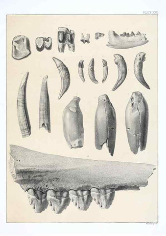 Reproducción/Reproduction 6800346230: The extinct mammalian fauna of Dakota and Nebraska :. Philadelphia :Published for the Academy, by J.B. Lippincott,1869.