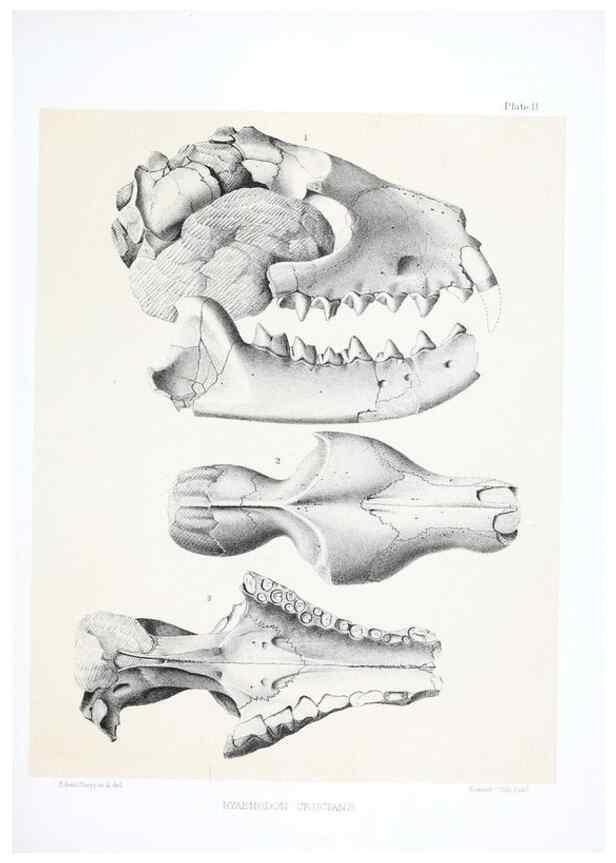 Reproducción/Reproduction 6946442529: The extinct mammalian fauna of Dakota and Nebraska :. Philadelphia :Published for the Academy, by J.B. Lippincott,1869.