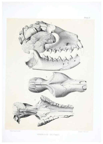 Reproducción/Reproduction 6946442529: The extinct mammalian fauna of Dakota and Nebraska :. Philadelphia :Published for the Academy, by J.B. Lippincott,1869.