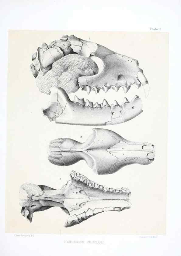 Reproducción/Reproduction 6946442529: The extinct mammalian fauna of Dakota and Nebraska :. Philadelphia :Published for the Academy, by J.B. Lippincott,1869.