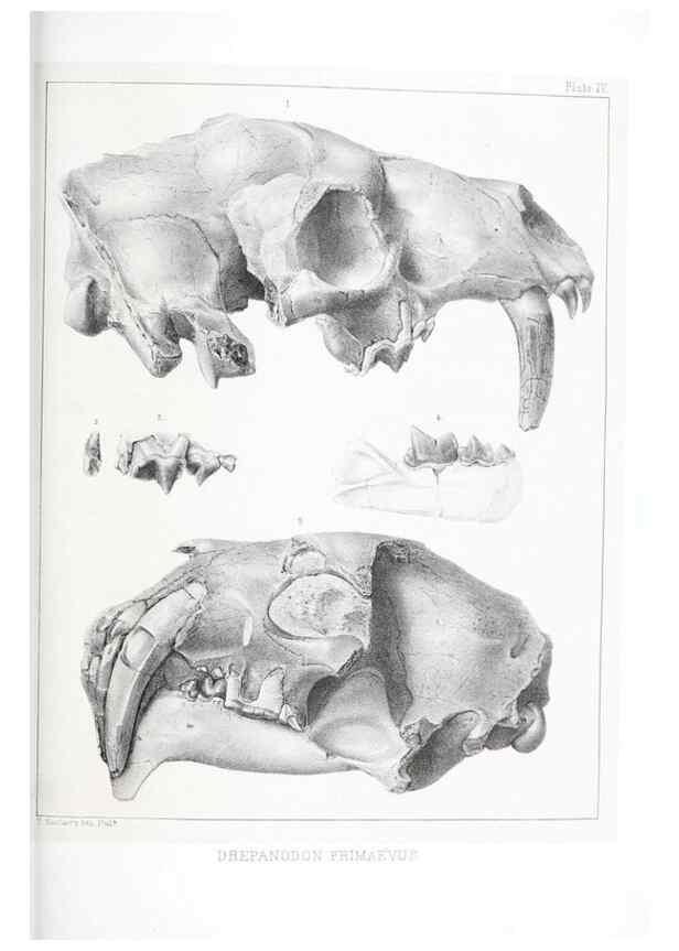 Reproducción/Reproduction 6946443289: The extinct mammalian fauna of Dakota and Nebraska :. Philadelphia :Published for the Academy, by J.B. Lippincott,1869.