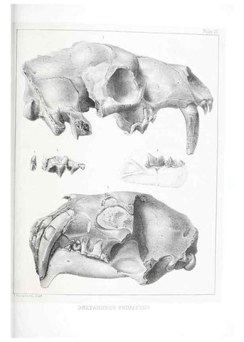 Reproducción/Reproduction 6946443289: The extinct mammalian fauna of Dakota and Nebraska :. Philadelphia :Published for the Academy, by J.B. Lippincott,1869.