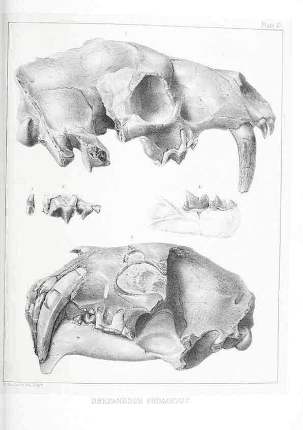 Reproducción/Reproduction 6946443289: The extinct mammalian fauna of Dakota and Nebraska :. Philadelphia :Published for the Academy, by J.B. Lippincott,1869.