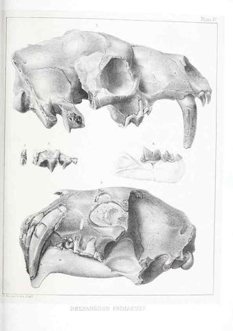 Reproducción/Reproduction 6946443289: The extinct mammalian fauna of Dakota and Nebraska :. Philadelphia :Published for the Academy, by J.B. Lippincott,1869.