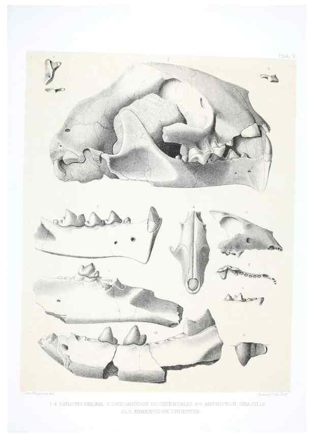 Reproducción/Reproduction 6800336920: The extinct mammalian fauna of Dakota and Nebraska :. Philadelphia :Published for the Academy, by J.B. Lippincott,1869.